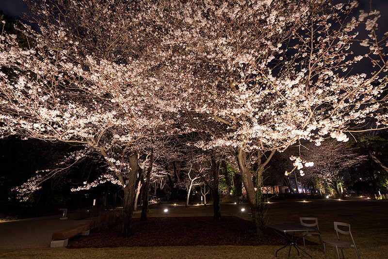 東京都庭園美術館　桜のライトアップ