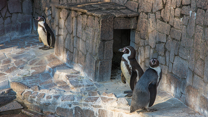 自然動物園のフンボルトペンギン