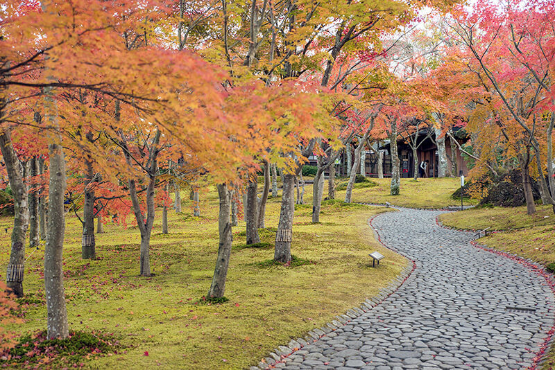 箱根美術館の苔庭