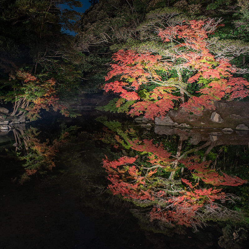 花葉の池