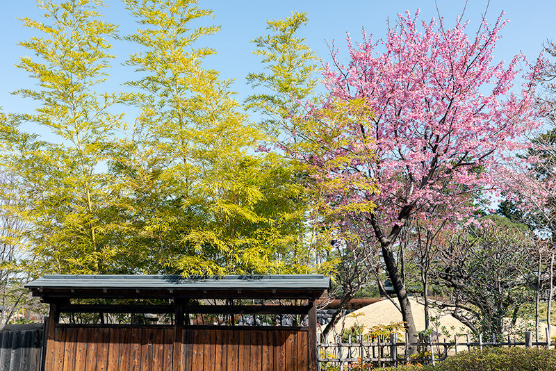 桜と竹のコラボレーション