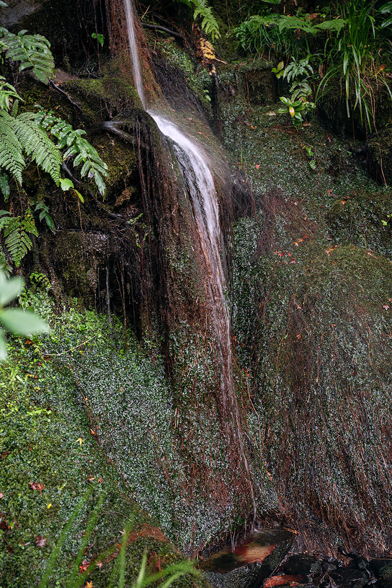 自然木の滝