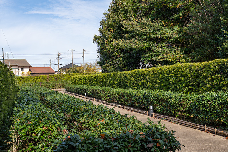 上下二段の生垣