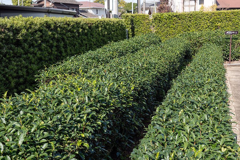 上下二段の生垣