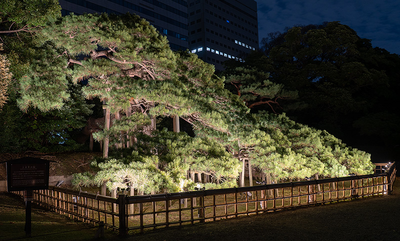 樹齢300年の黒松