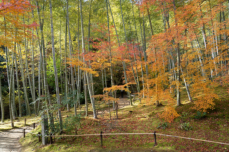 竹林と紅葉の共演