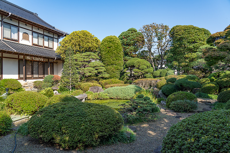 高い樹木