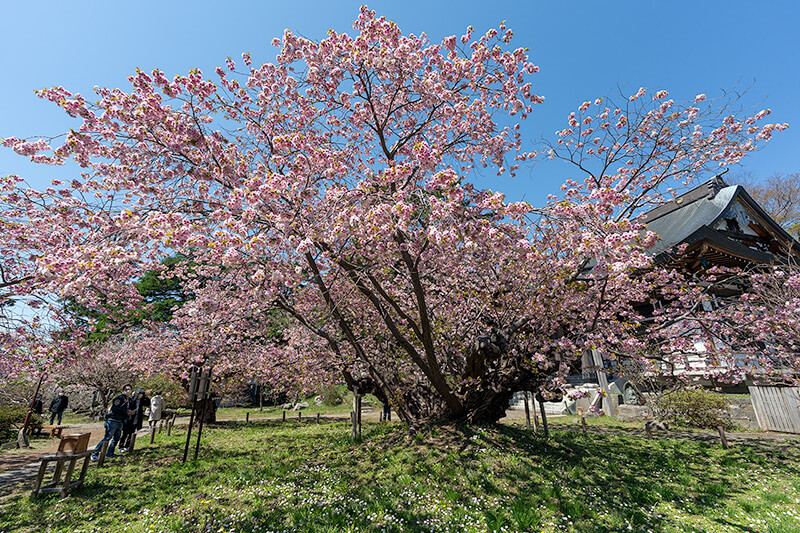 樹齢300年を越える血脈桜（けちみゃくざくら）