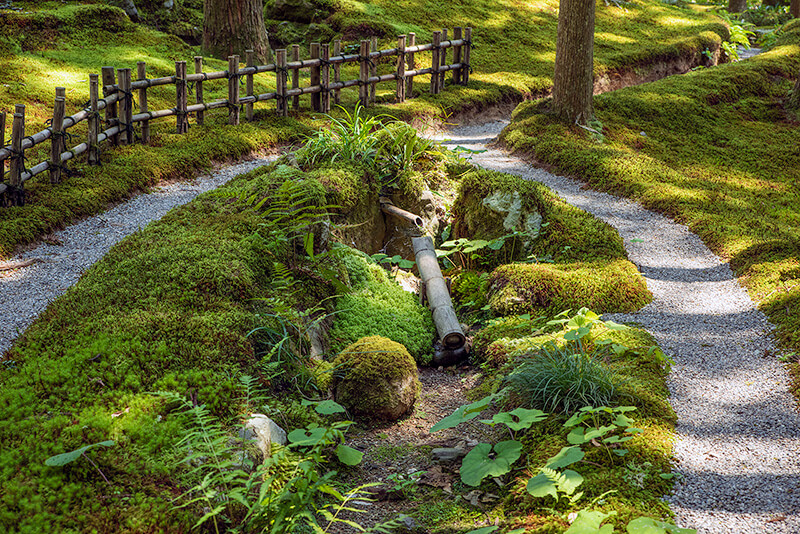 京都の苔庭のような美しさ