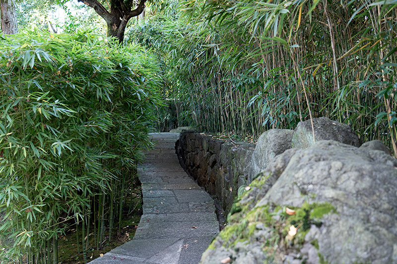 薬師堂の竹林