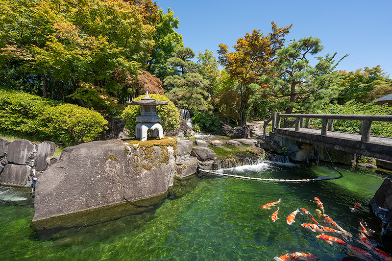 金魚夏の日本庭園の池に鯉と赤い橋♪♪かもの親子
