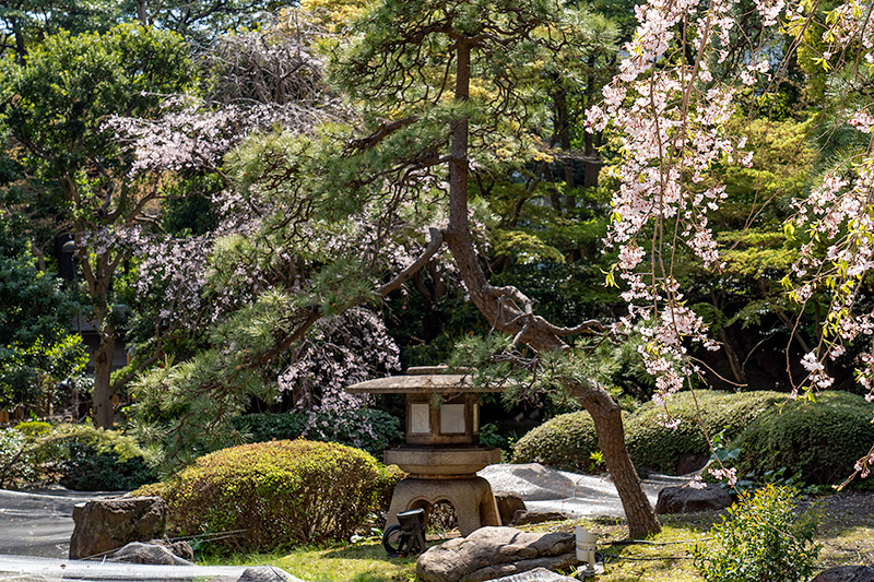 桜