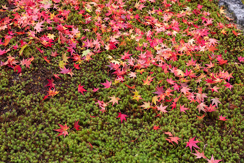 苔に舞い散る紅葉