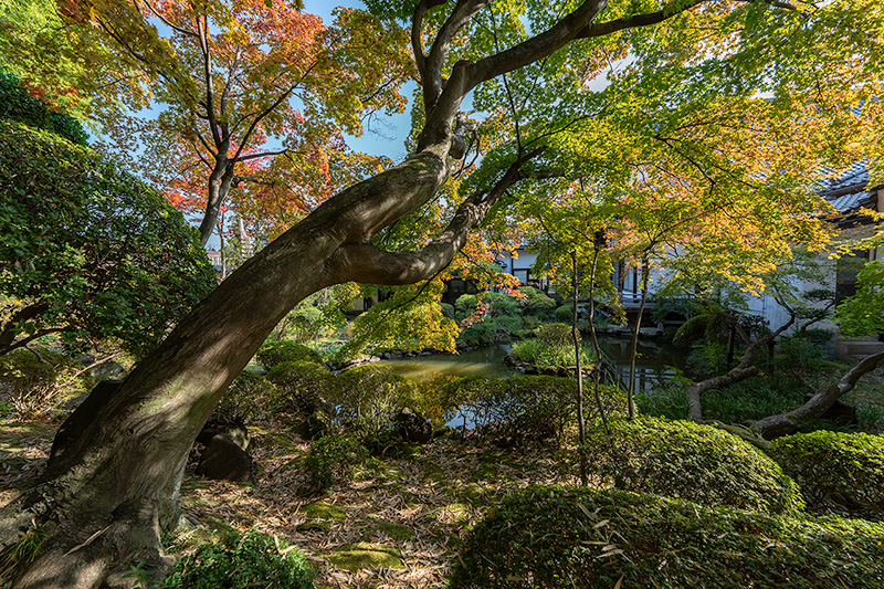 大幅に傾斜した紅葉