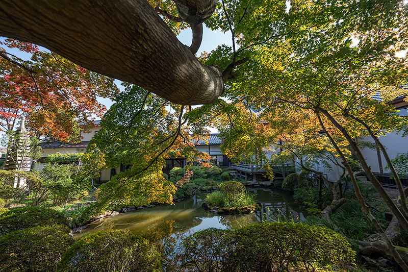 大幅に傾斜した紅葉