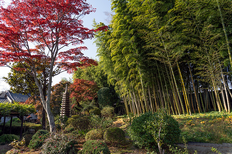 竹林と紅葉と多重塔