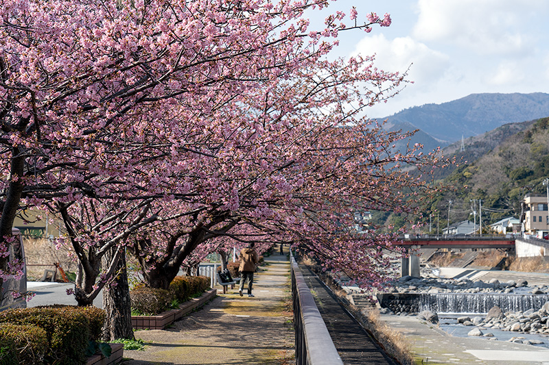 白田川と河津桜