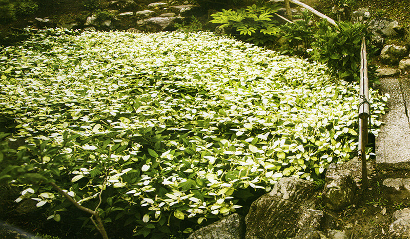 大庄屋 諏訪家屋敷 半夏生で白く覆われる池泉庭園（滋賀県）-庭園ガイド