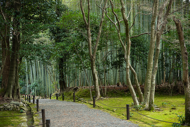 竹の寺らしい光景