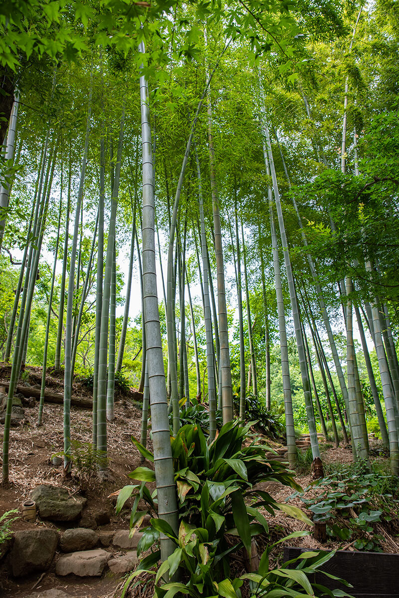 冠木門近くにある竹林