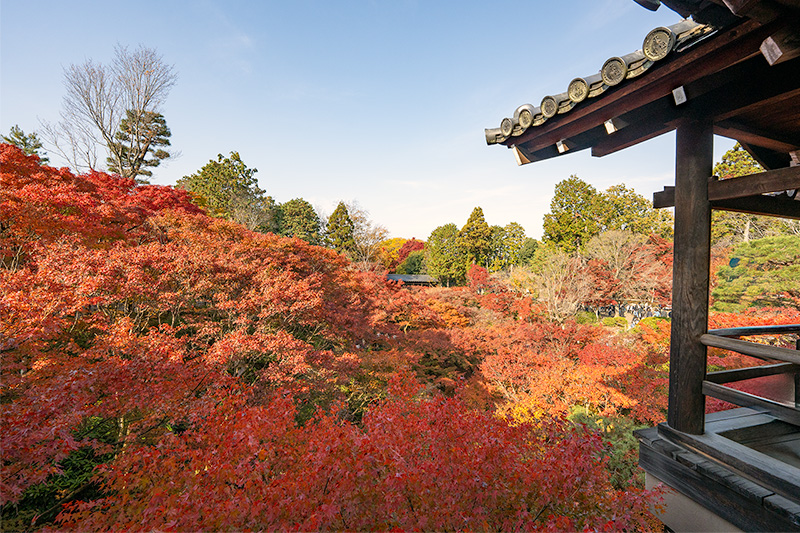 通天橋からの渓谷「洗玉澗（せんぎょくかん）」を埋め尽くす紅葉